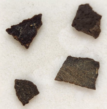 Hadrosaur Egg Shell Fossils