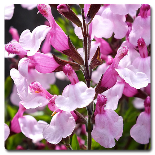 Salvia joy perennial plant - joy,