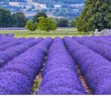 80 х Lavender Lavandula Seeds