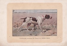 1896 ENGLISH POINTER DOG Print - Dog Wall Art Gift - Animal Lover - 10 x 7 Inch