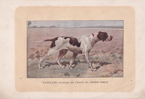 1896 english pointer dog - 1896,