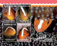 Tuvalu 2019 - Skunk Clownfish