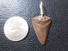 Great White Shark Tooth
