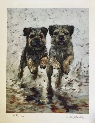 Border terrier limited edition - border,