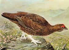 Red Grouse Vintage Bird