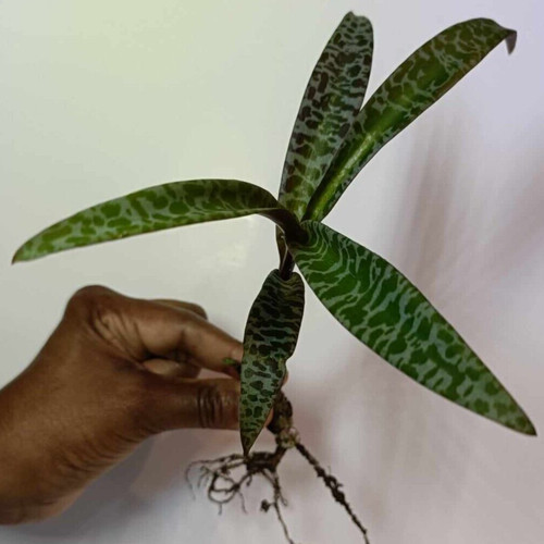 Ledebouria socialis silver - socialis, (silver