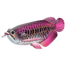 Eugy asian arowana model - arowana, 3d