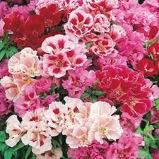 40 Godetia Azalea Flowered