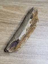 Hell creek dinosaur bone