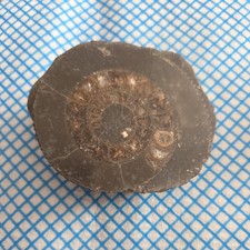 Cut And Polished Ammonite