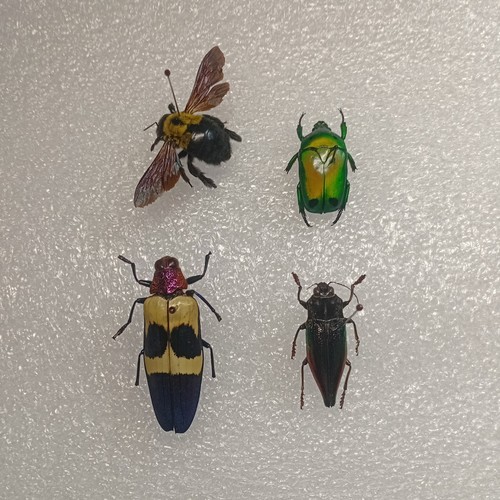 Insect crafting bundle real - crafting, bundle,