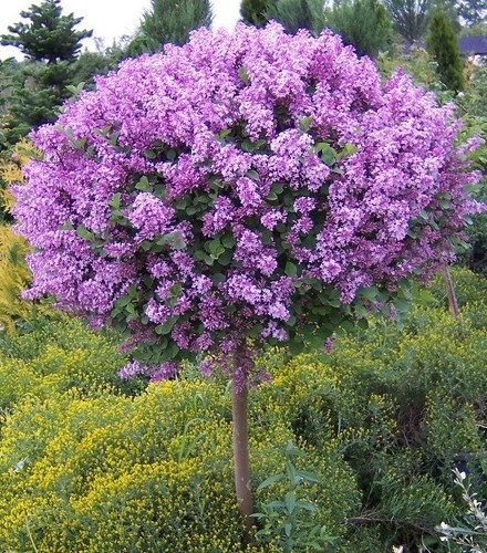 Syringa palibin dwarf korean - syringa,