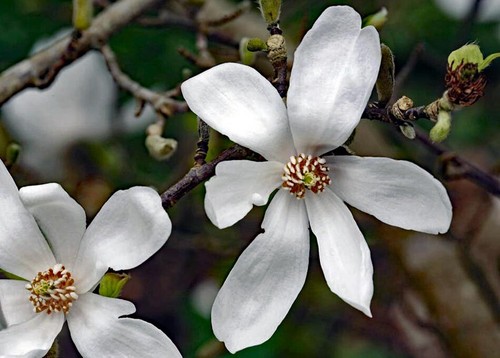 Magnolia kobus kobushi - magnolia,