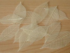 20 SMALL Natural Real skeleton