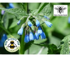 COMFREY TEA SEEDS MONTY DON'S FAVOURITE BLUE WILD FLOWER SEEDS SYMPHYTUM OFFICIN