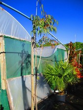 Large 9ft-10ft inc. pot Tasmanian Mountain Gum Tree Eucalyptus dalrympleana