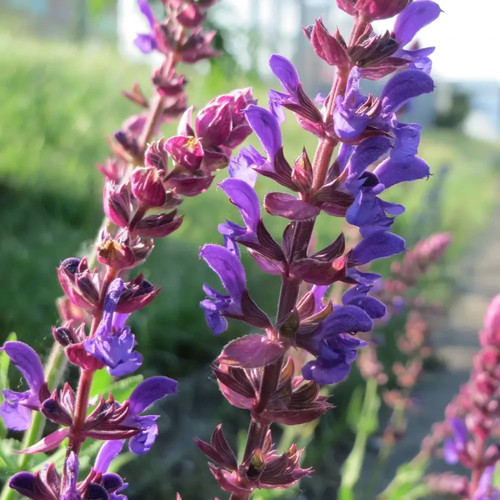 Salvia nemorosa purple - 2x,