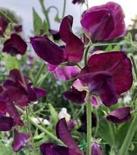 30 seeds Winter Sweet Pea Elegance Cranberry+4"FREE PLANT LABEL