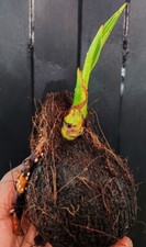 Asian Coconut Palm Tree Sprout
