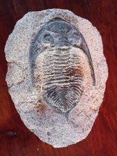 Trilobite Fossil