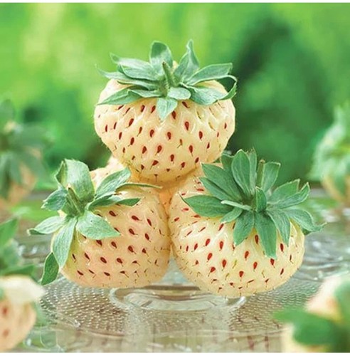 Pineberry strawberry barroot - strawberry,
