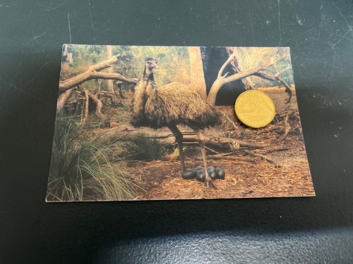 2026 emu eggs - emu, &