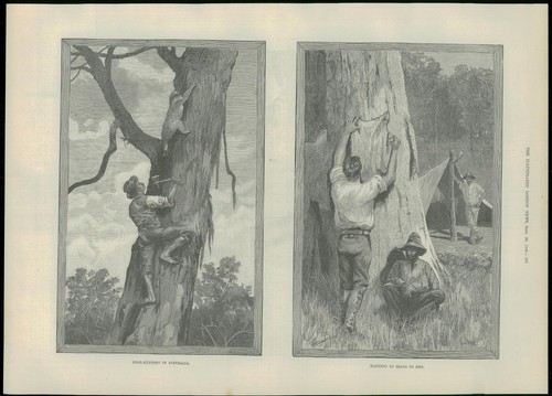 1889 antique print - print, bear
