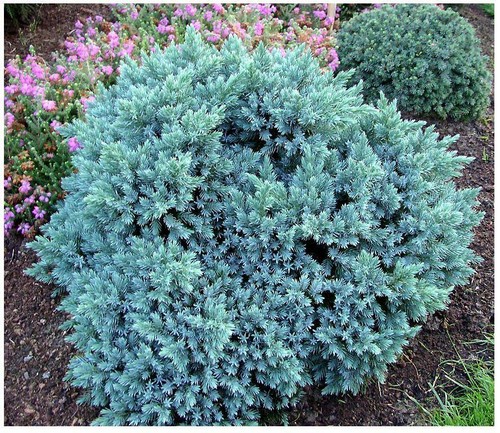 9cm pot conifer - [9cm, 2l