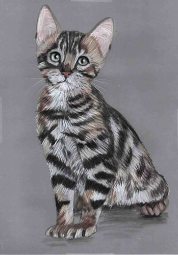 Original coloured pencil - coloured,
