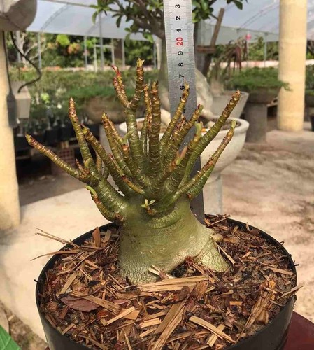 Adenium arabicum mixed - adenium,