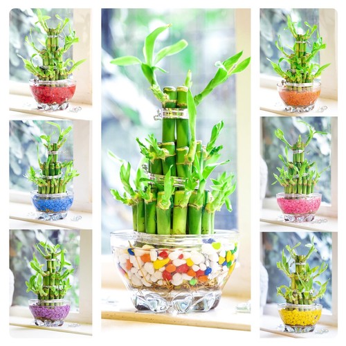 Lucky bamboo ribbon plant 3 - ,
