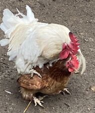 Magnetic 🐣Fertility/GenderChecker4 All Chicken Hatching Eggs & All Birds 💯✅