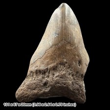 Megalodon Shark Tooth Fossil