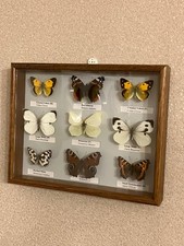 Framed Collection of