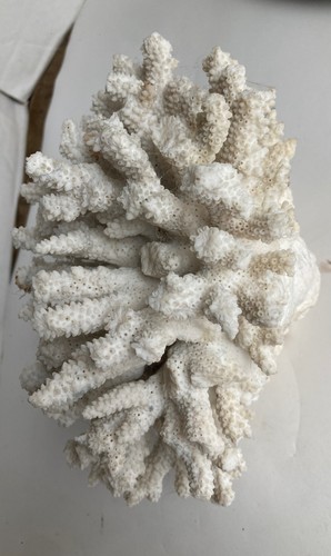 Wide antique coral white - ,