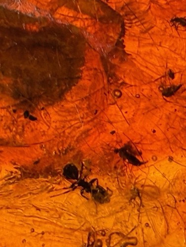 Large genuine baltic amber - large,