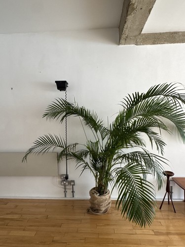 Dypsis lutescens areca - dypsis,