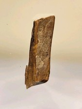 Large rex tooth 02 inches - t-rex,
