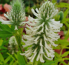 Trifolium rubens 'Frosty