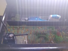Aqarium Tank With Goldfish