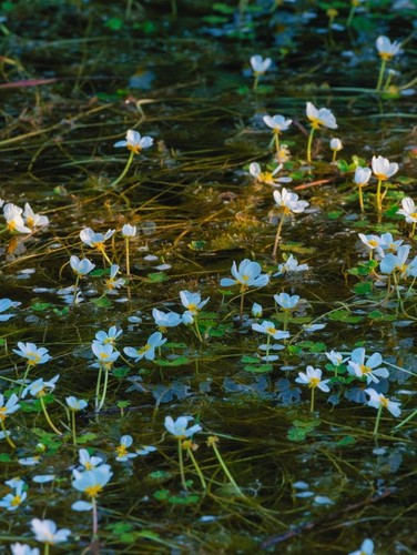 Bunches water crowfoot - 3x, live
