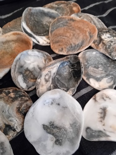 Sea tumbled native - native, oyster
