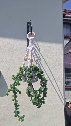 Hanging eucalyptus plant