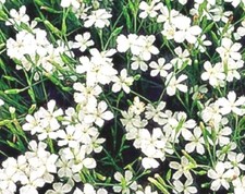 dianthus deltoides albus - 9cm