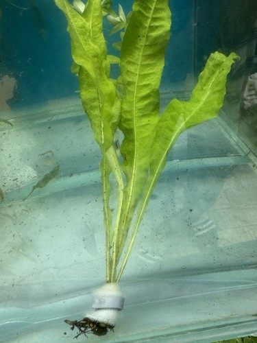 Java fern live aquarium plant - java,