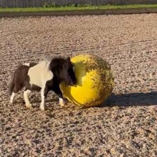 Maximus Power Play Ball for Horse/Ponies - Encourages exercise - prevent boredom