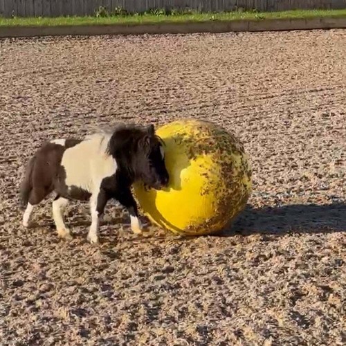 Maximus power play ball - maximus, for