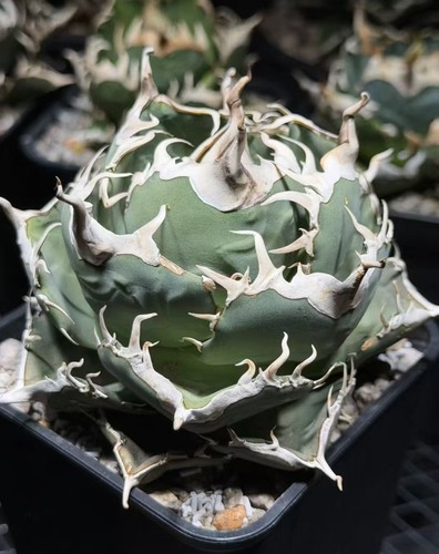 Pot 10cm rare live house - live, plant