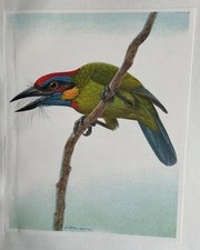 Bird Print: Red-crowned