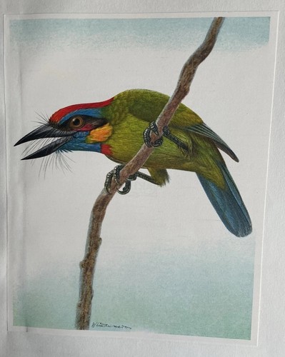 Bird print red crowned - bird, print: